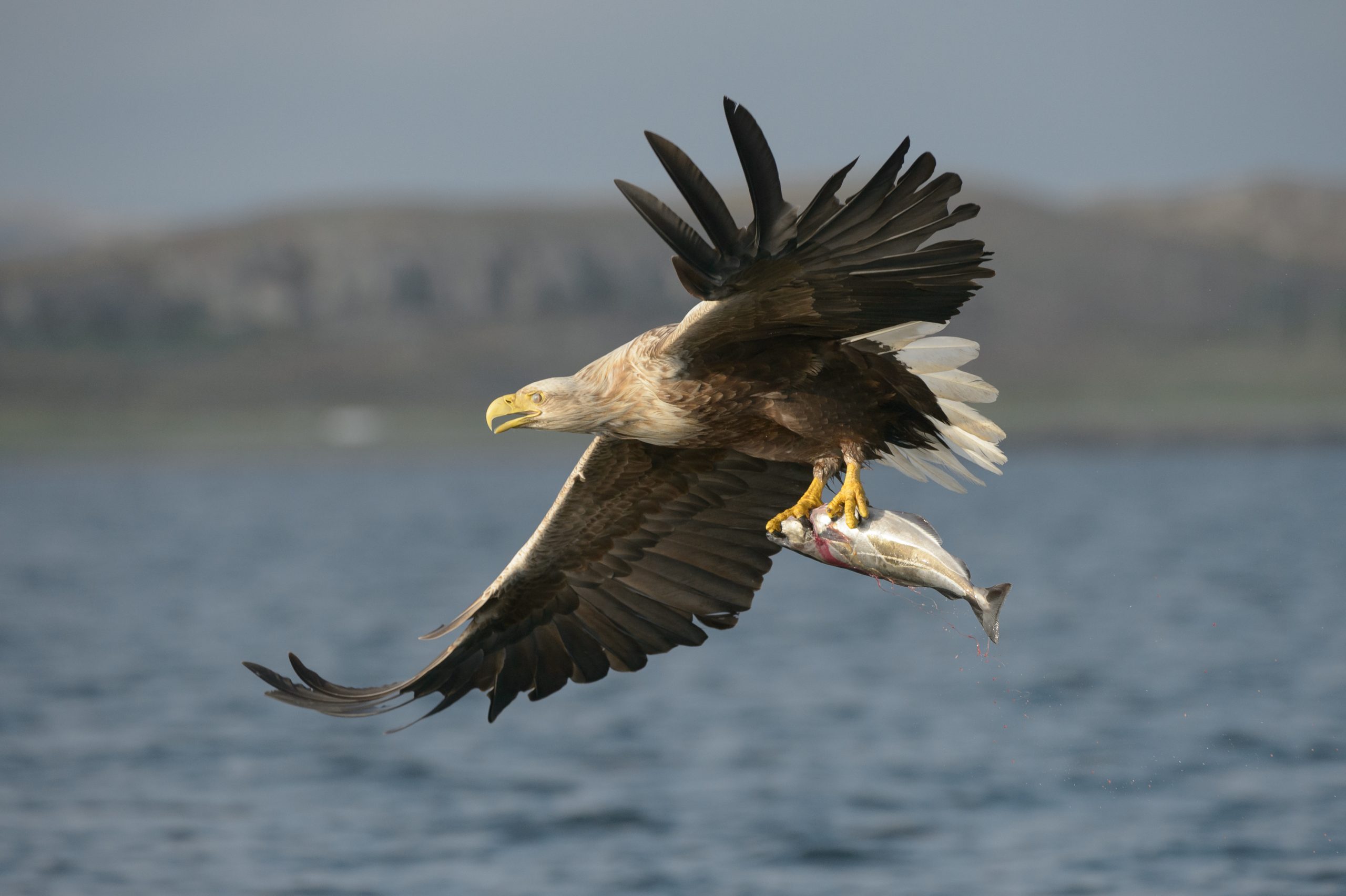 white-tailed eagle conservation success