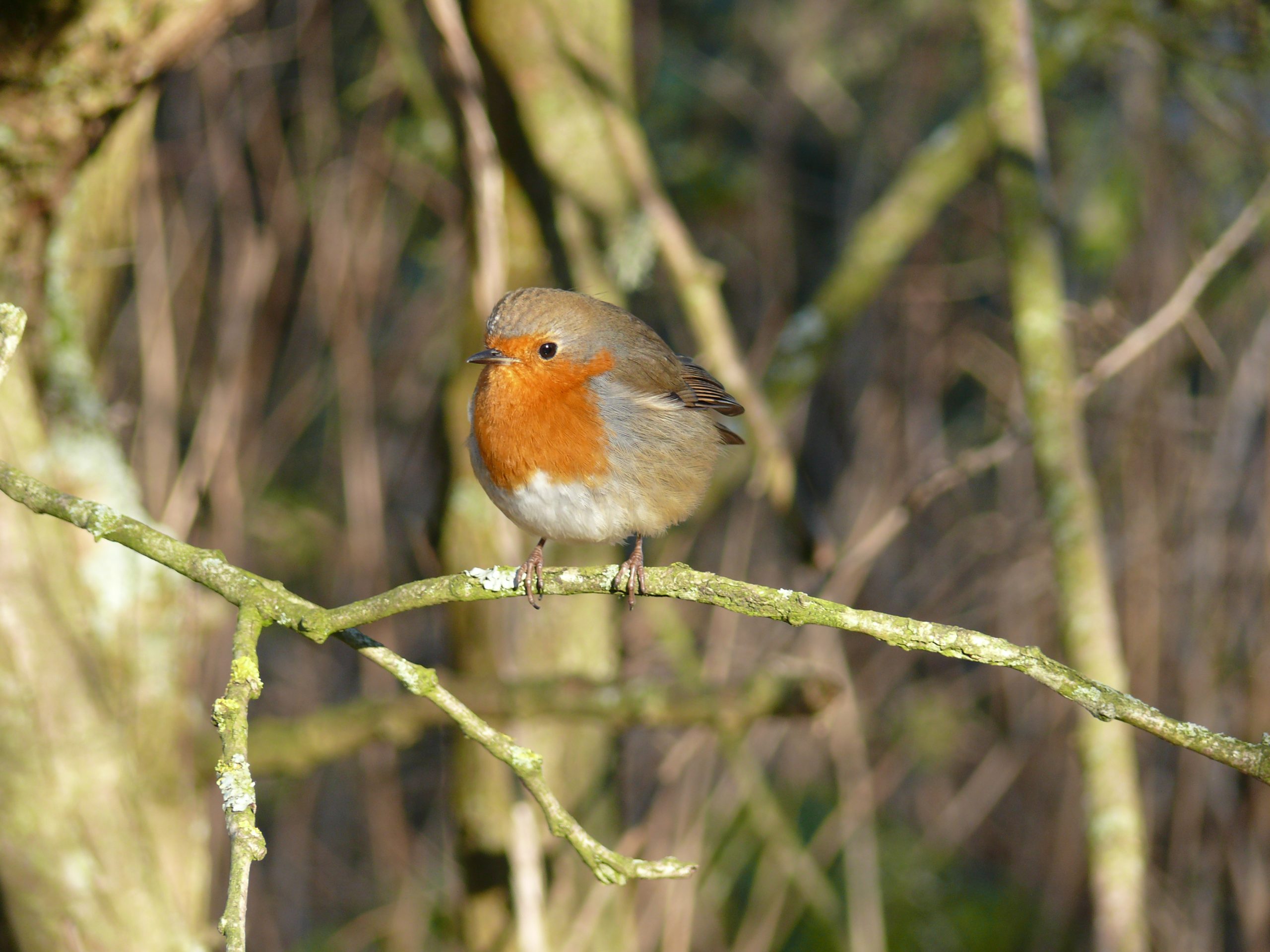 European Robin on a twig
