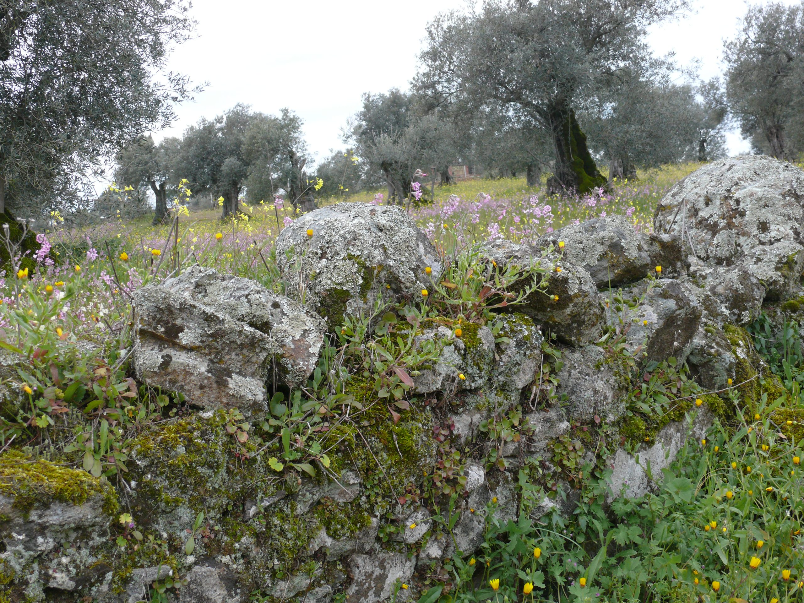 Ancient walled olive grove outside the Spanish town of Oropesa de Toledo