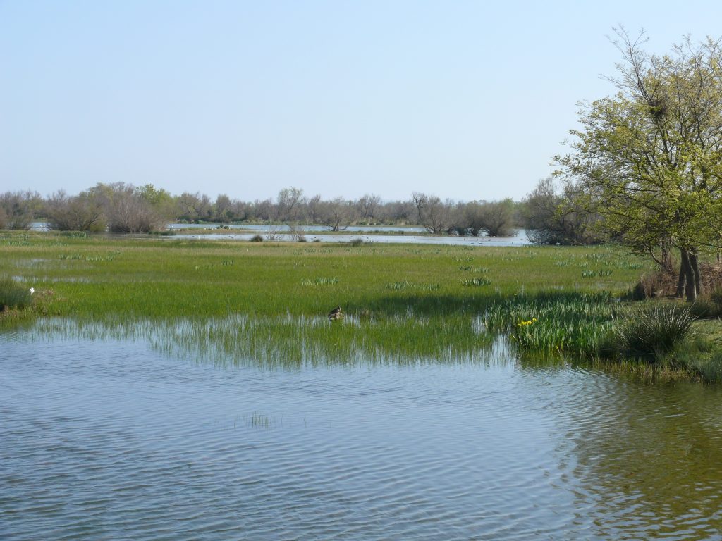View of wet scrubland and lagoons at Aiguamolls de l'Empordà, Catalunya