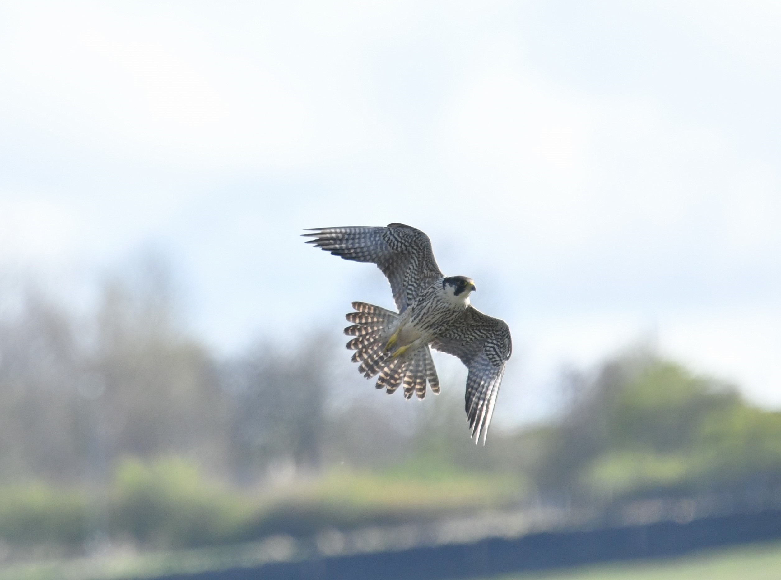 Young male peregrine falcon in flight