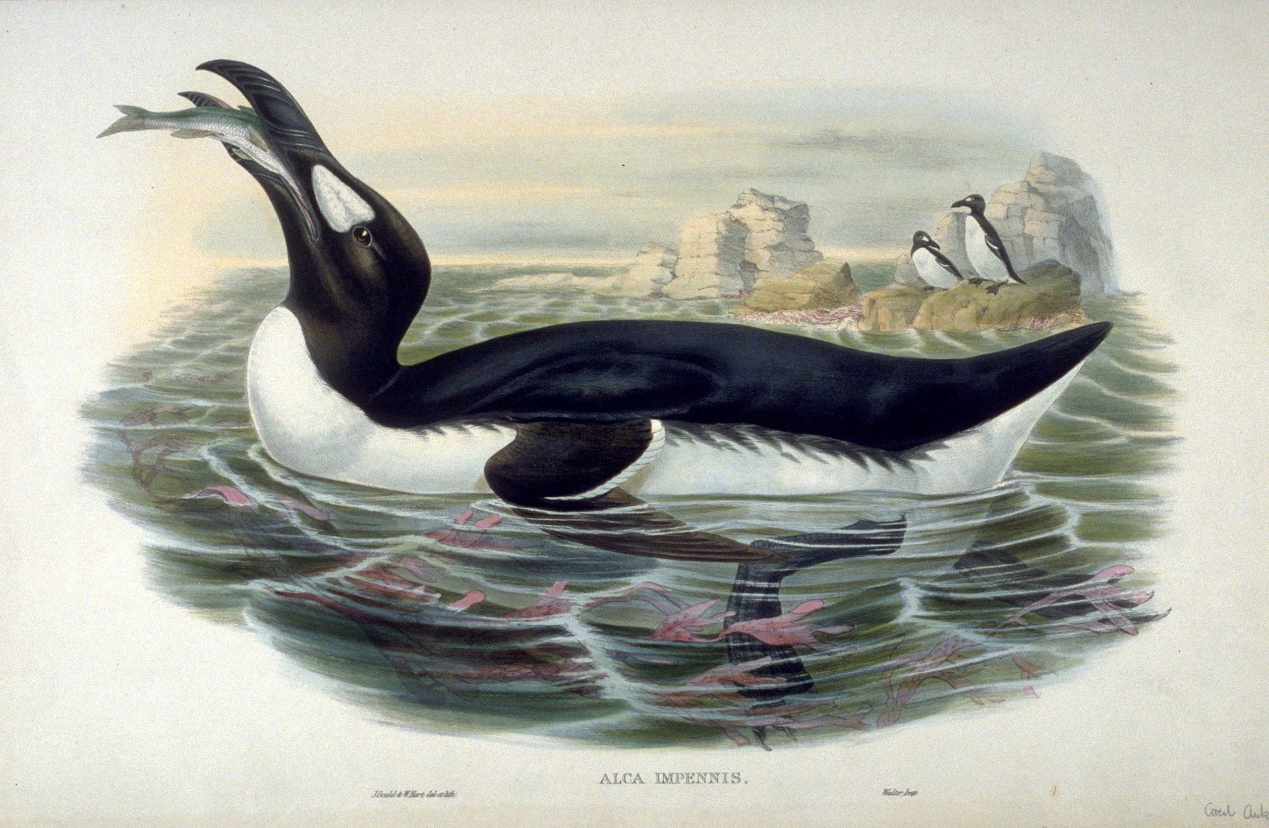 Great auk by John Gould
